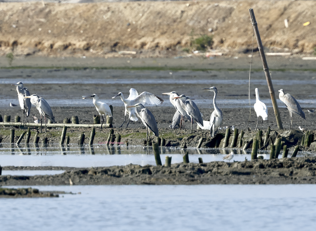 Black-faced Spoonbill - ML628897972