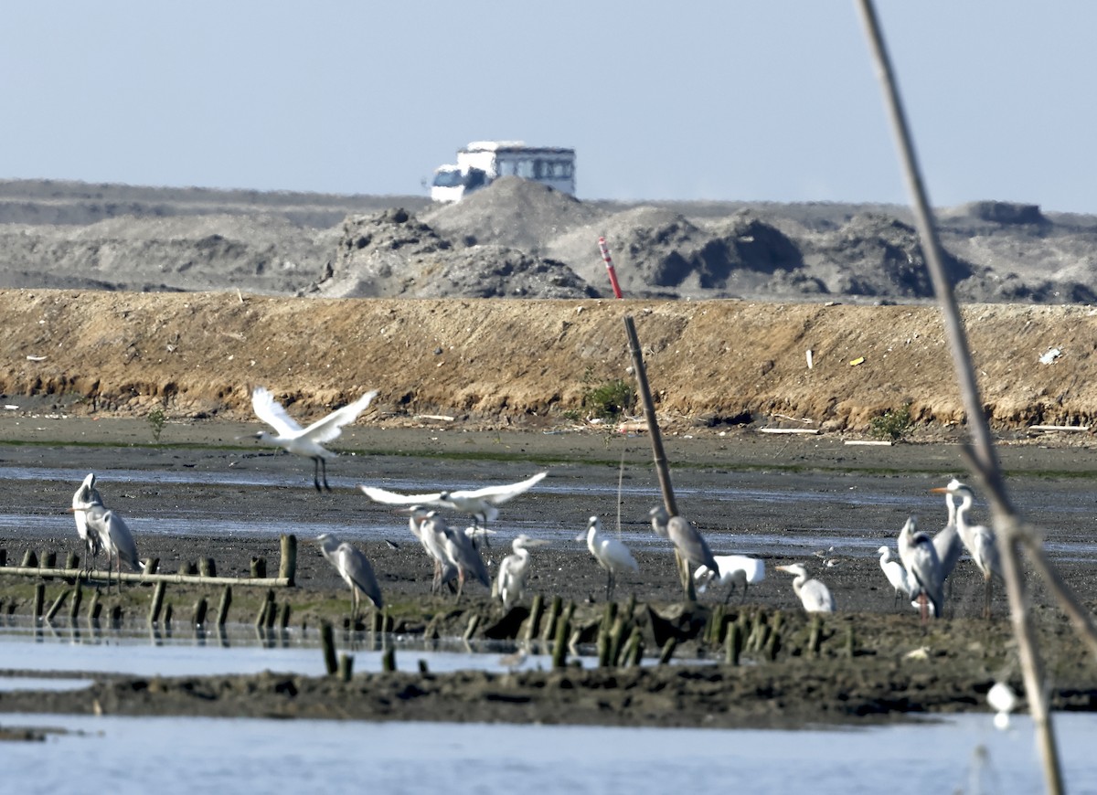 Black-faced Spoonbill - ML628897978
