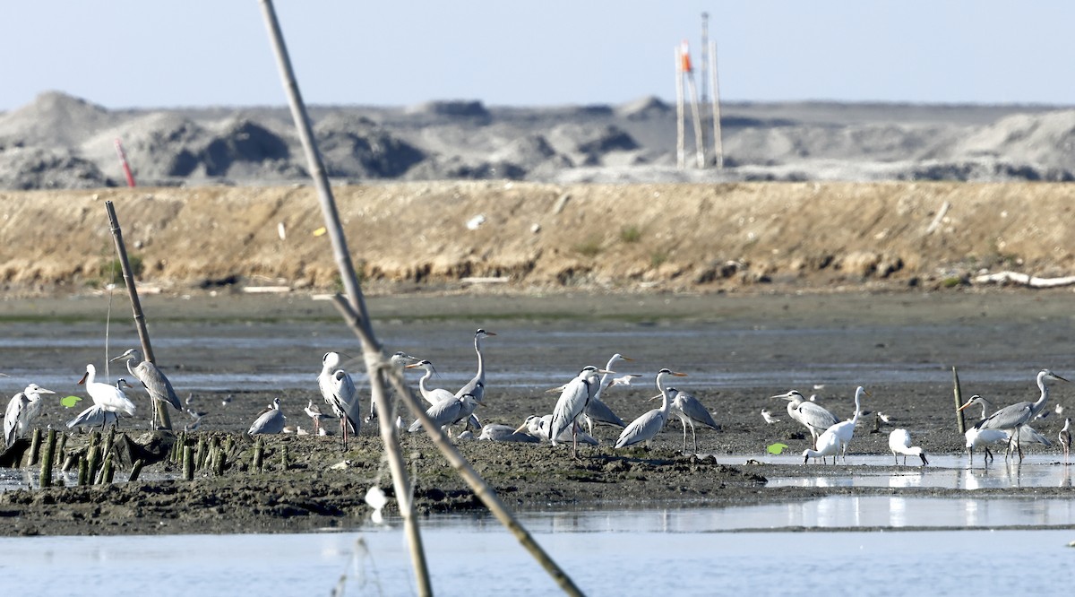 Black-faced Spoonbill - ML628897998