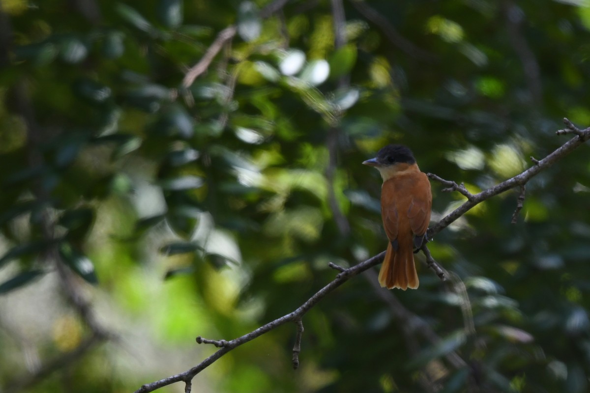 Розовогорлый бекард - ML628898014