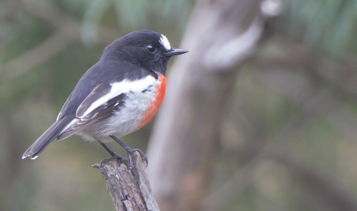 Scarlet Robin - ML628898019