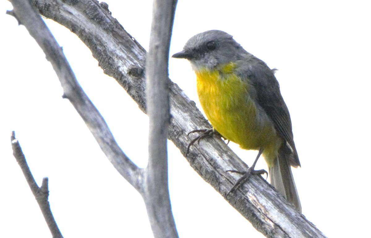 Eastern Yellow Robin - ML628898031