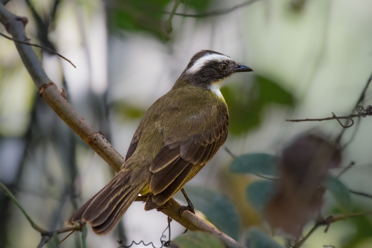 Social Flycatcher - ML628898044
