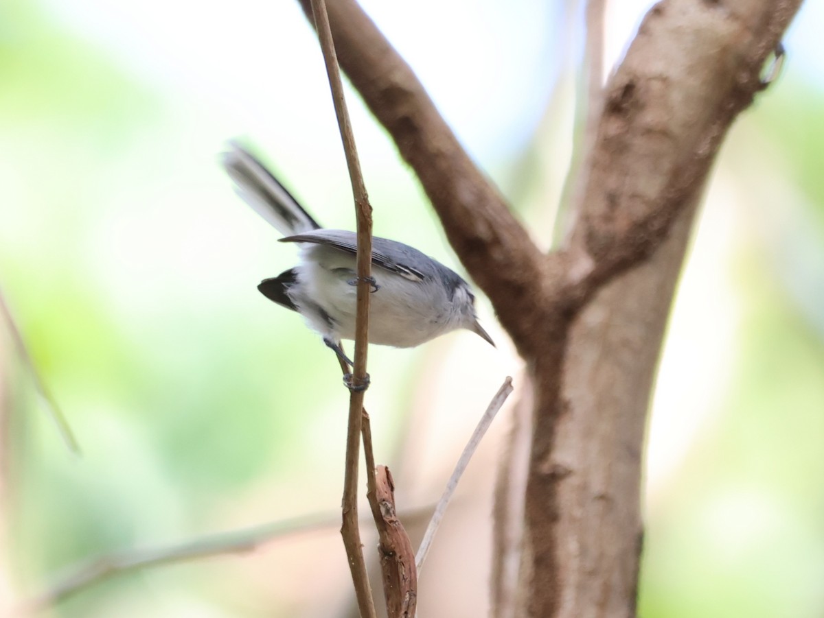 White-browed Gnatcatcher - ML628898063