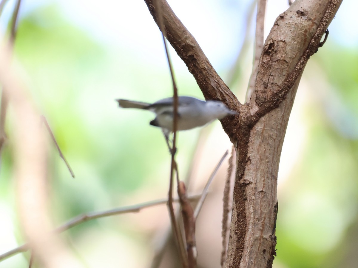 White-browed Gnatcatcher - ML628898064