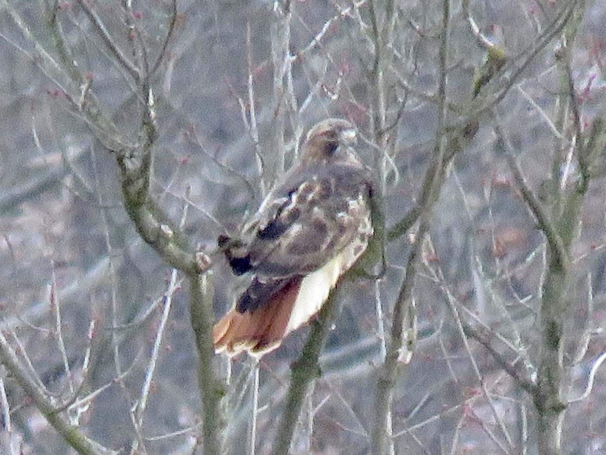 Red-tailed Hawk - ML628898065