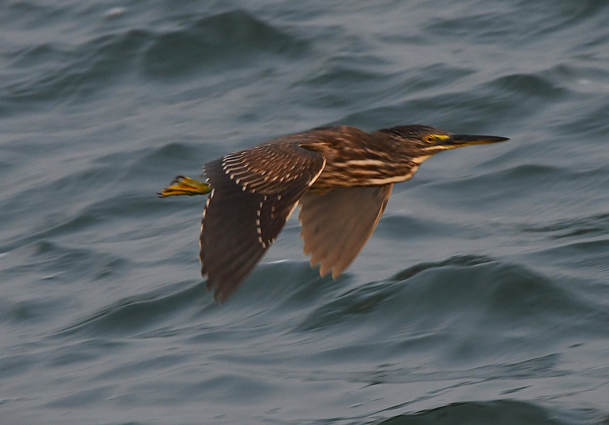 Striated Heron - ML628898170