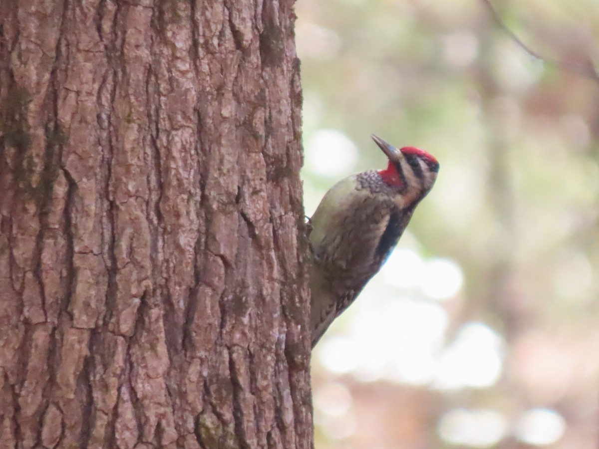 Yellow-bellied Sapsucker - ML628898246