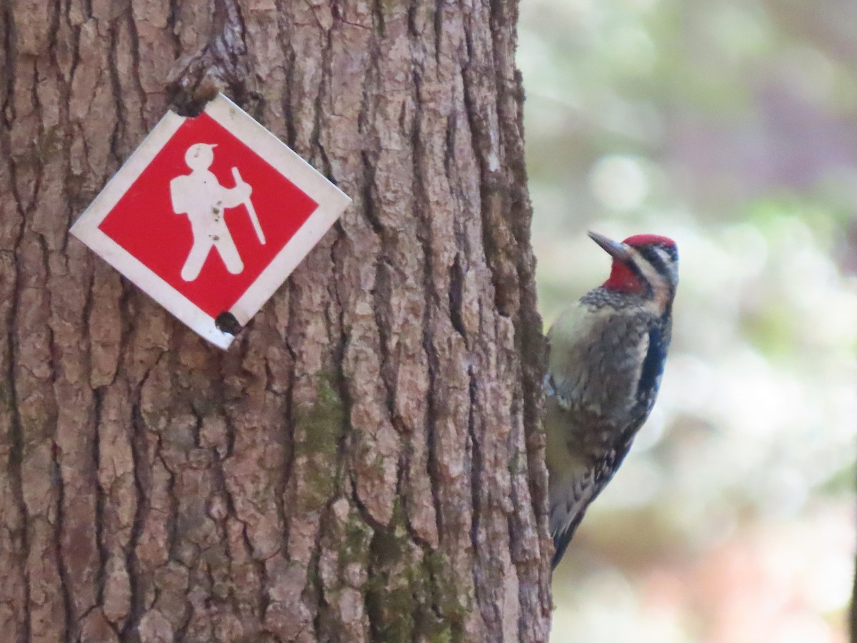 Yellow-bellied Sapsucker - ML628898247