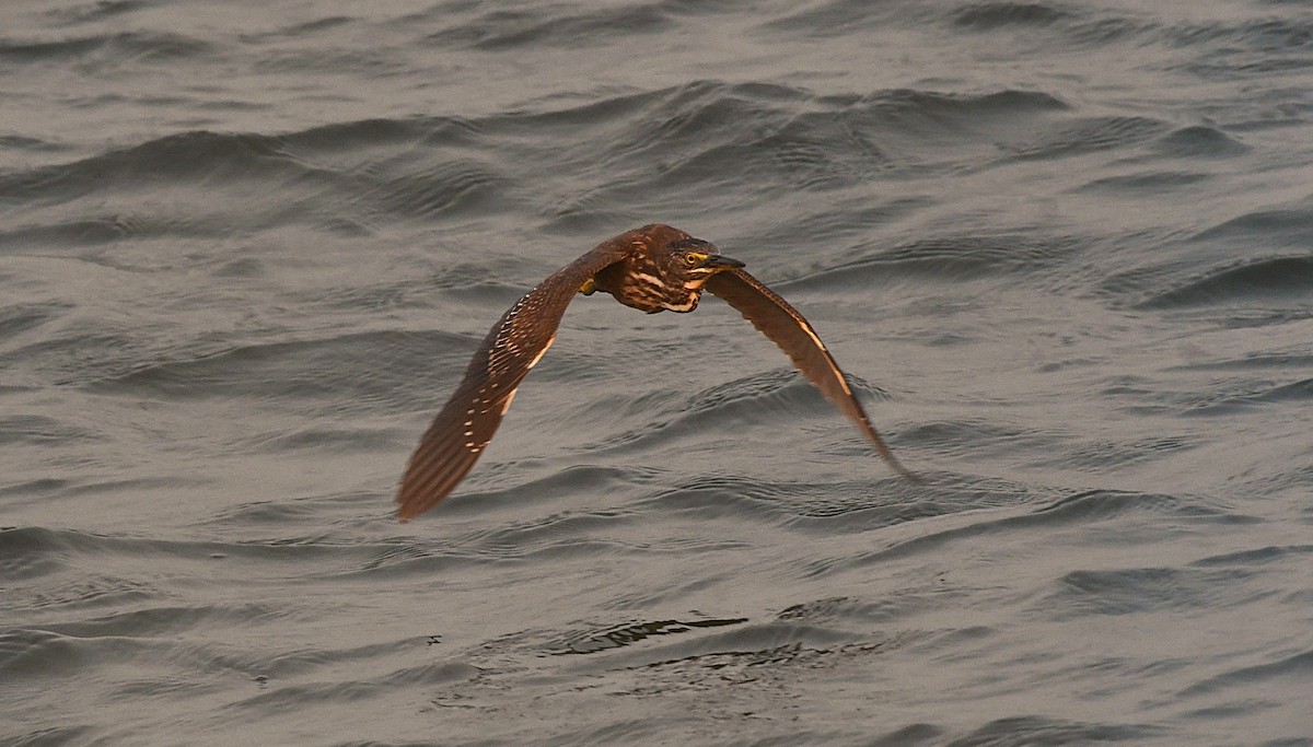 Striated Heron - ML628898257