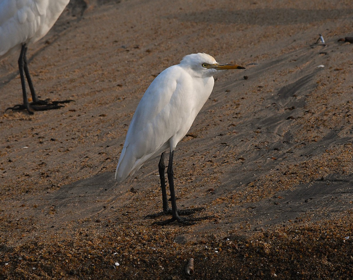 Eastern Cattle-Egret - ML628898386