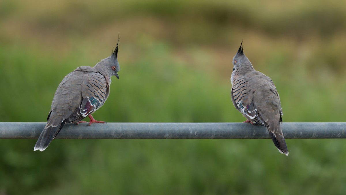 Crested Pigeon - ML628898425
