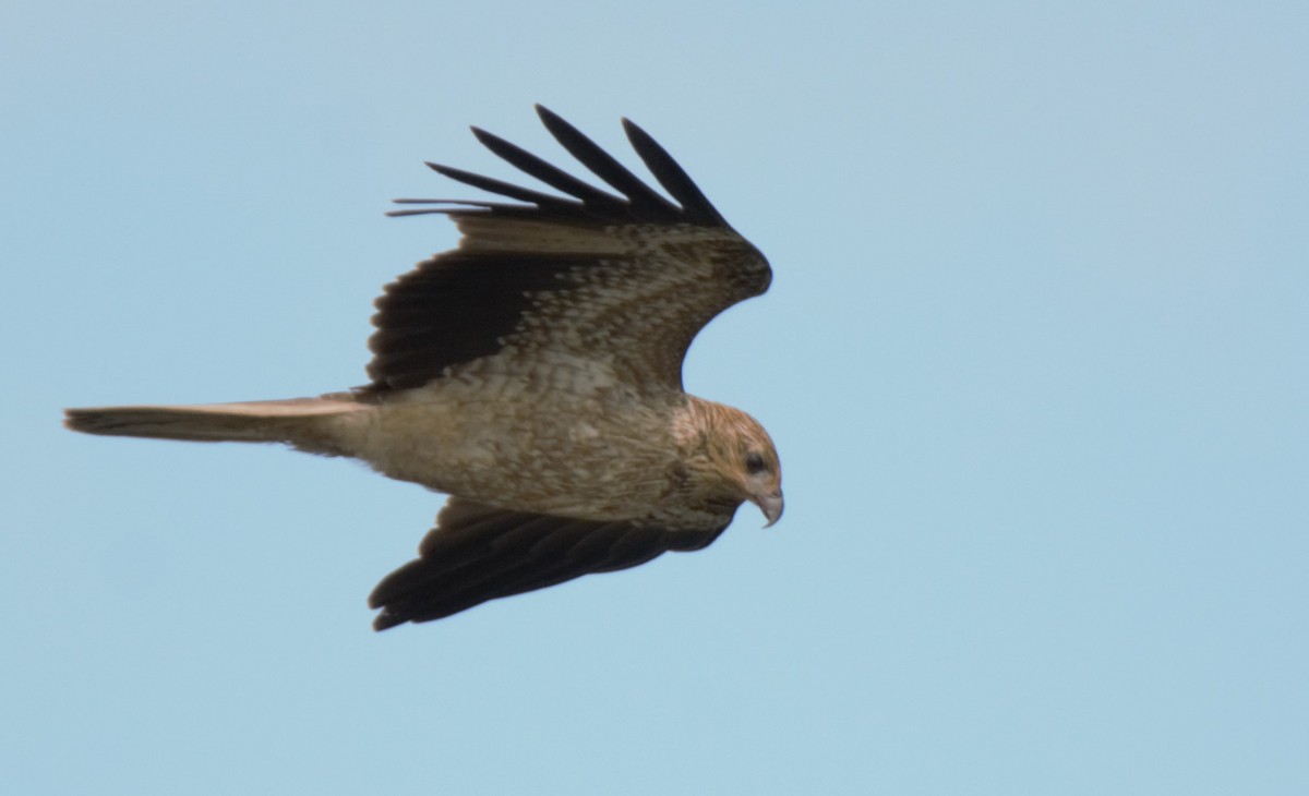 Brown Goshawk - ML628898427