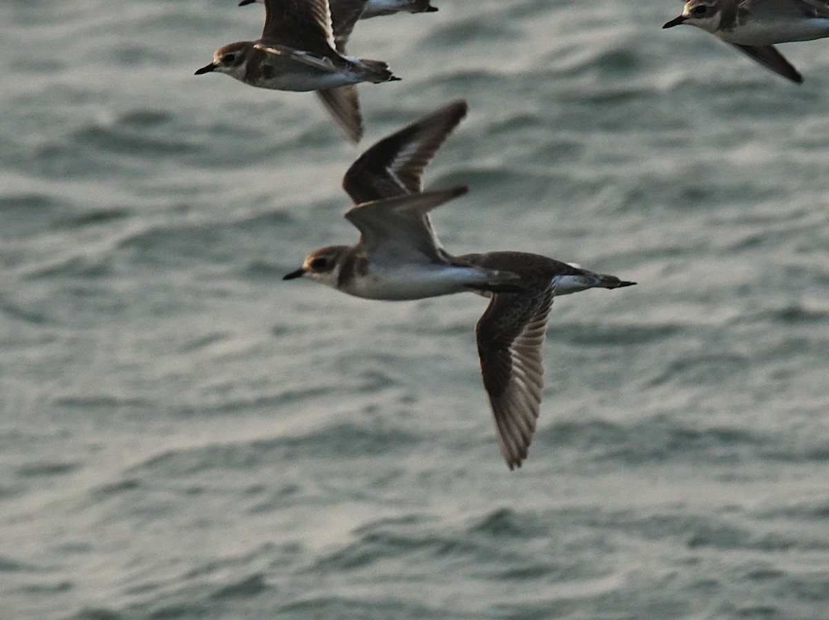 Tibetan Sand-Plover - ML628898524