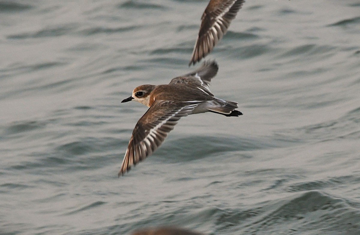 Tibetan Sand-Plover - ML628898585