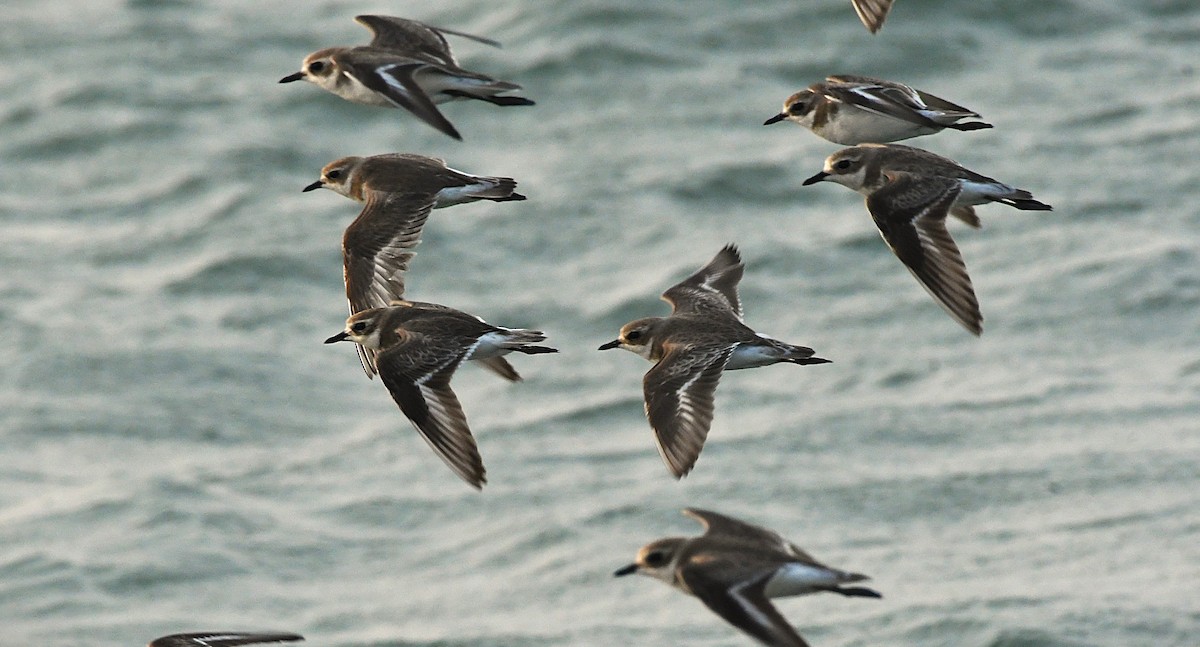 Tibetan Sand-Plover - ML628898693