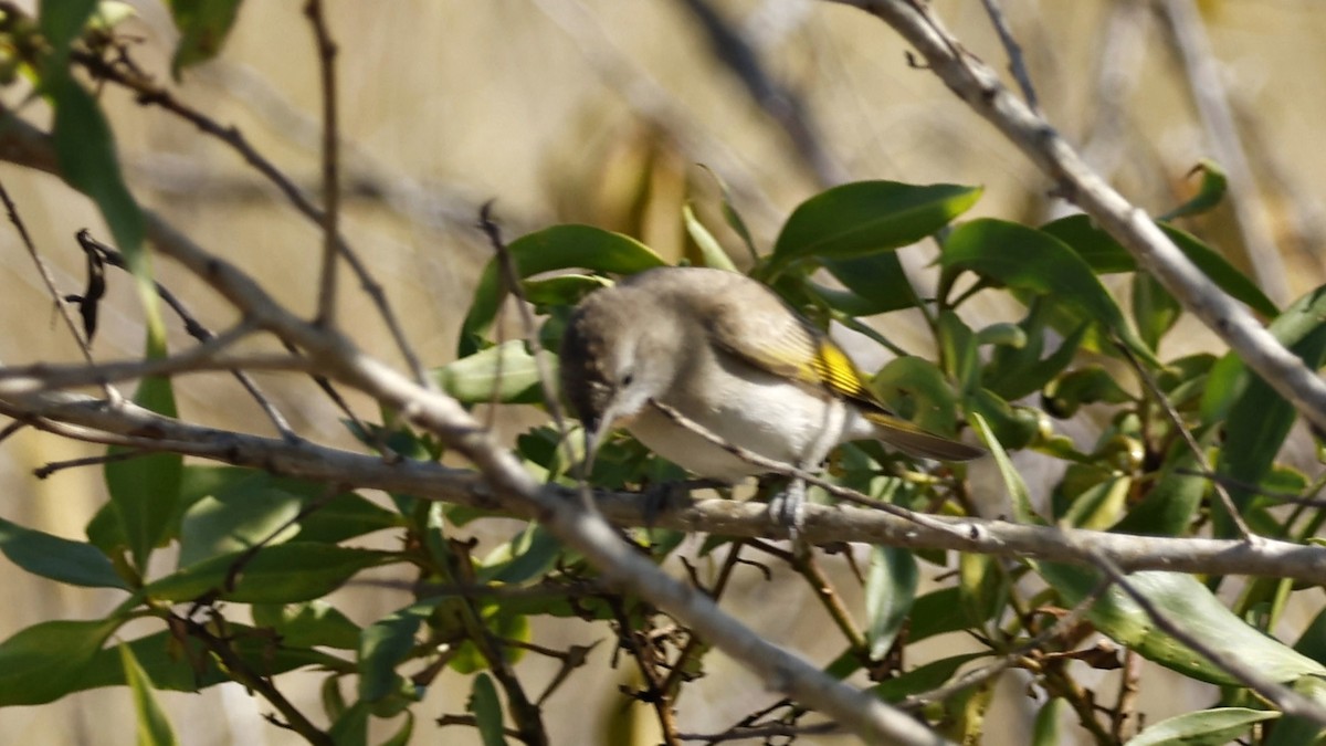 Rufous-throated Honeyeater - ML628898714