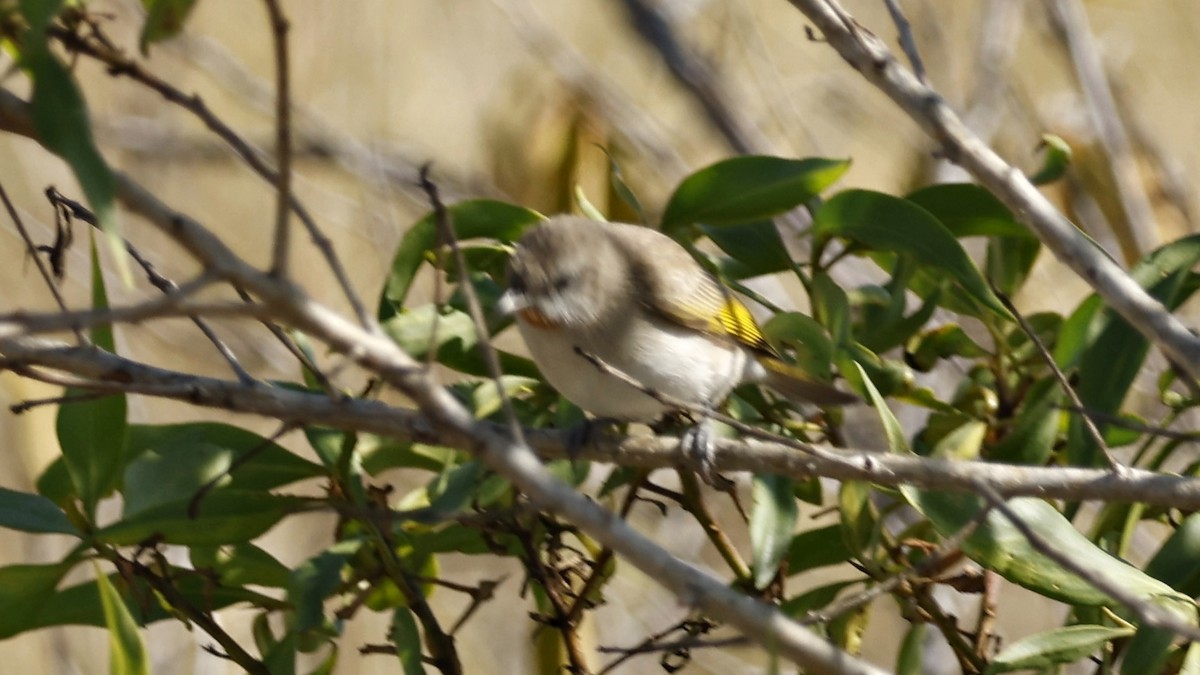 Rufous-throated Honeyeater - ML628898716