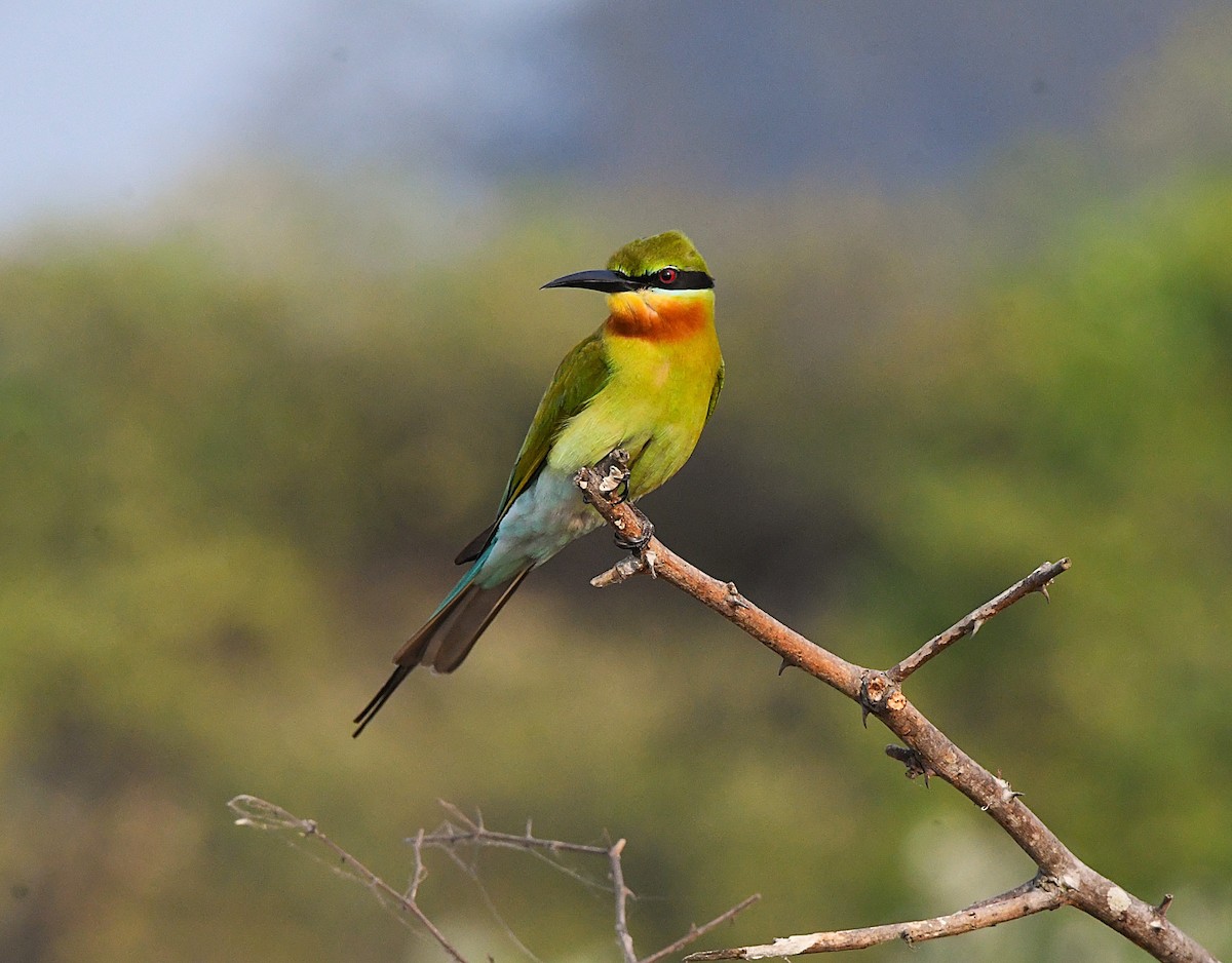 Blue-tailed Bee-eater - ML628898749