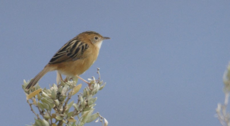 Golden-headed Cisticola - ML628898751