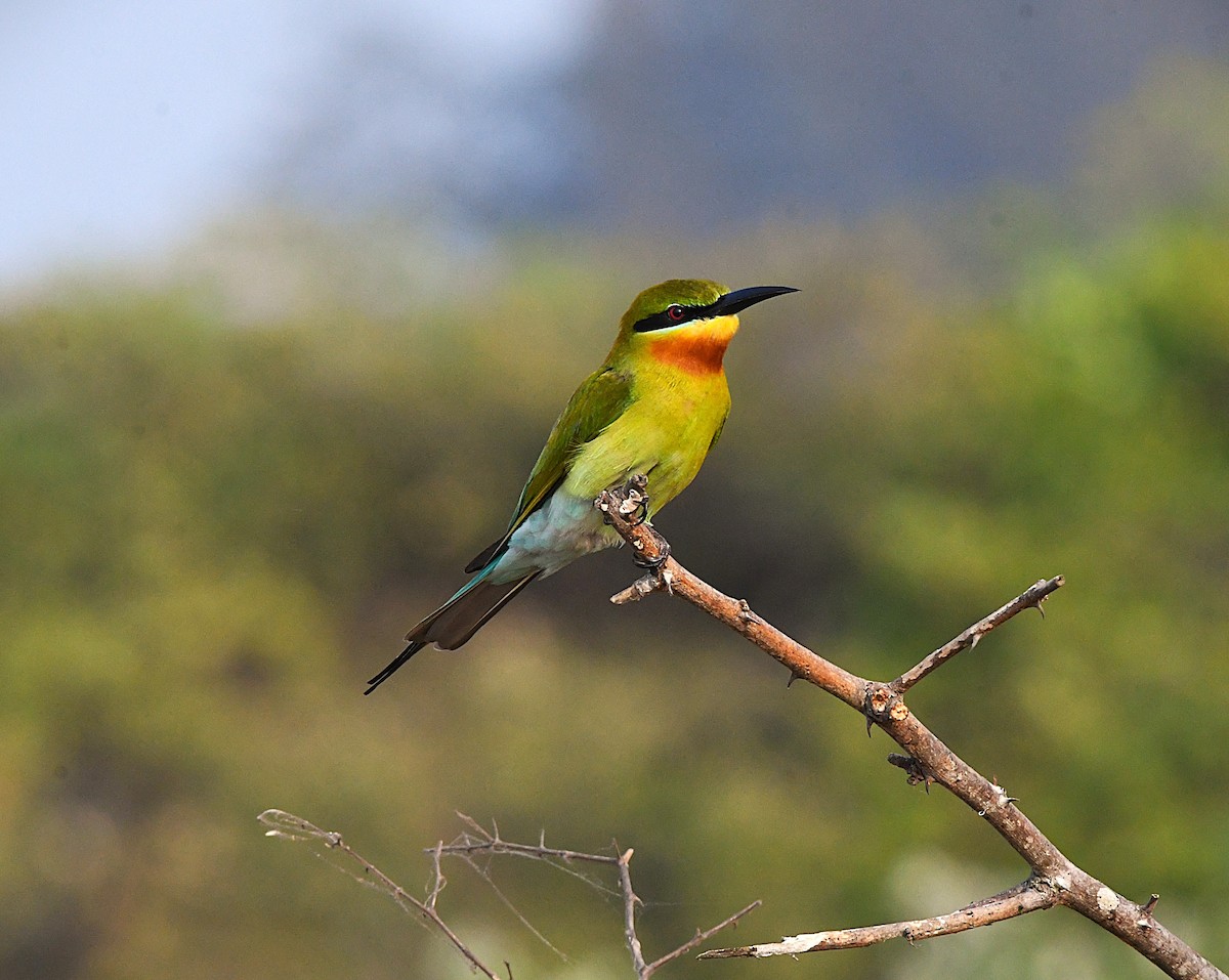 Blue-tailed Bee-eater - ML628898839