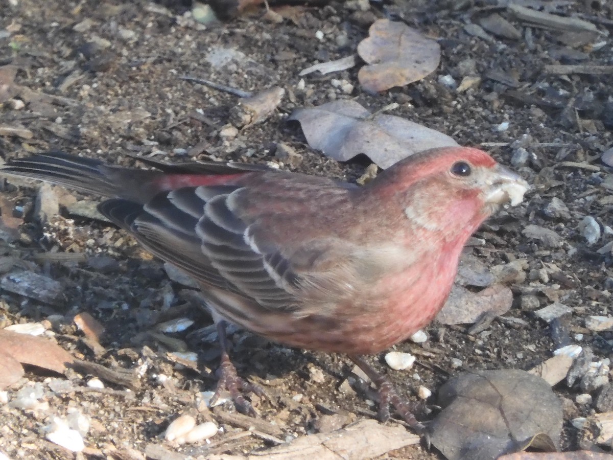 House Finch - ML628898896