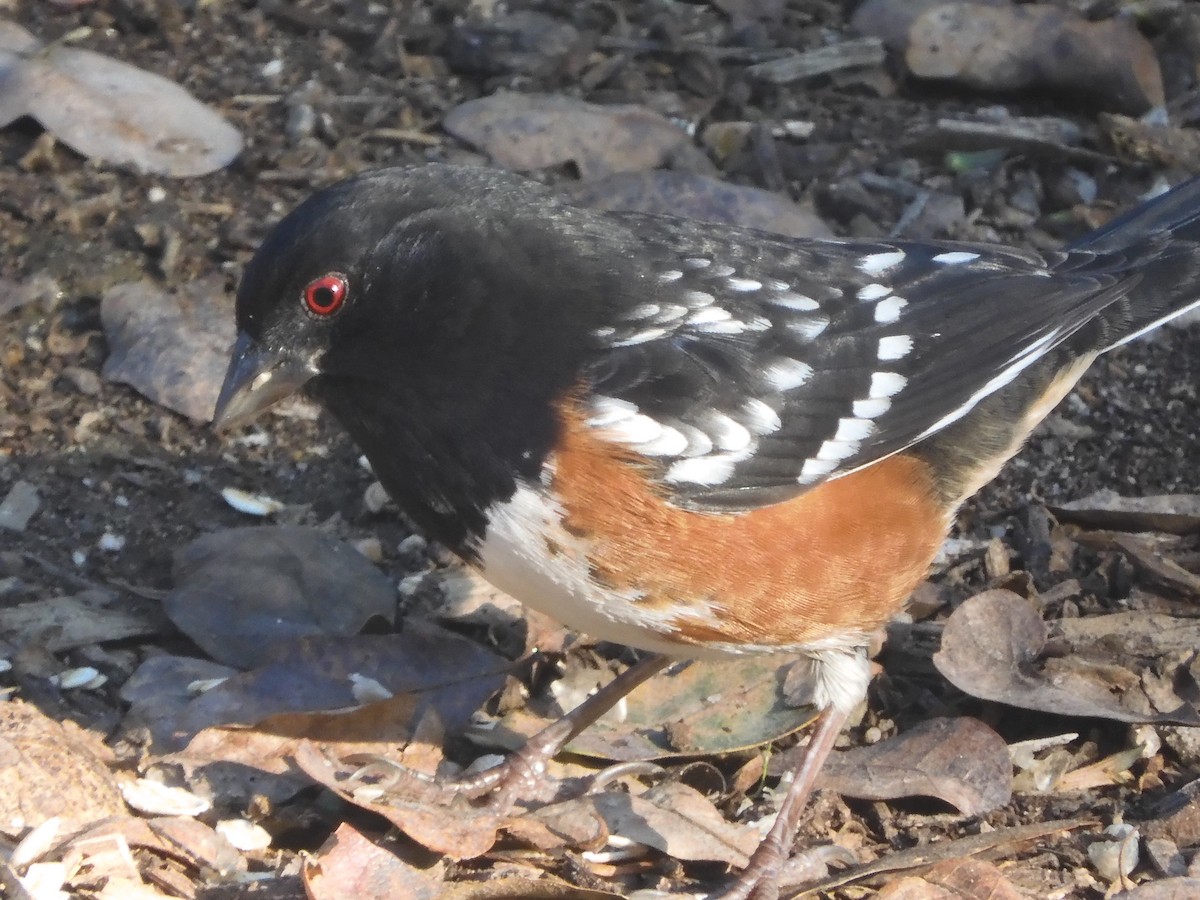 Spotted Towhee - ML628898900