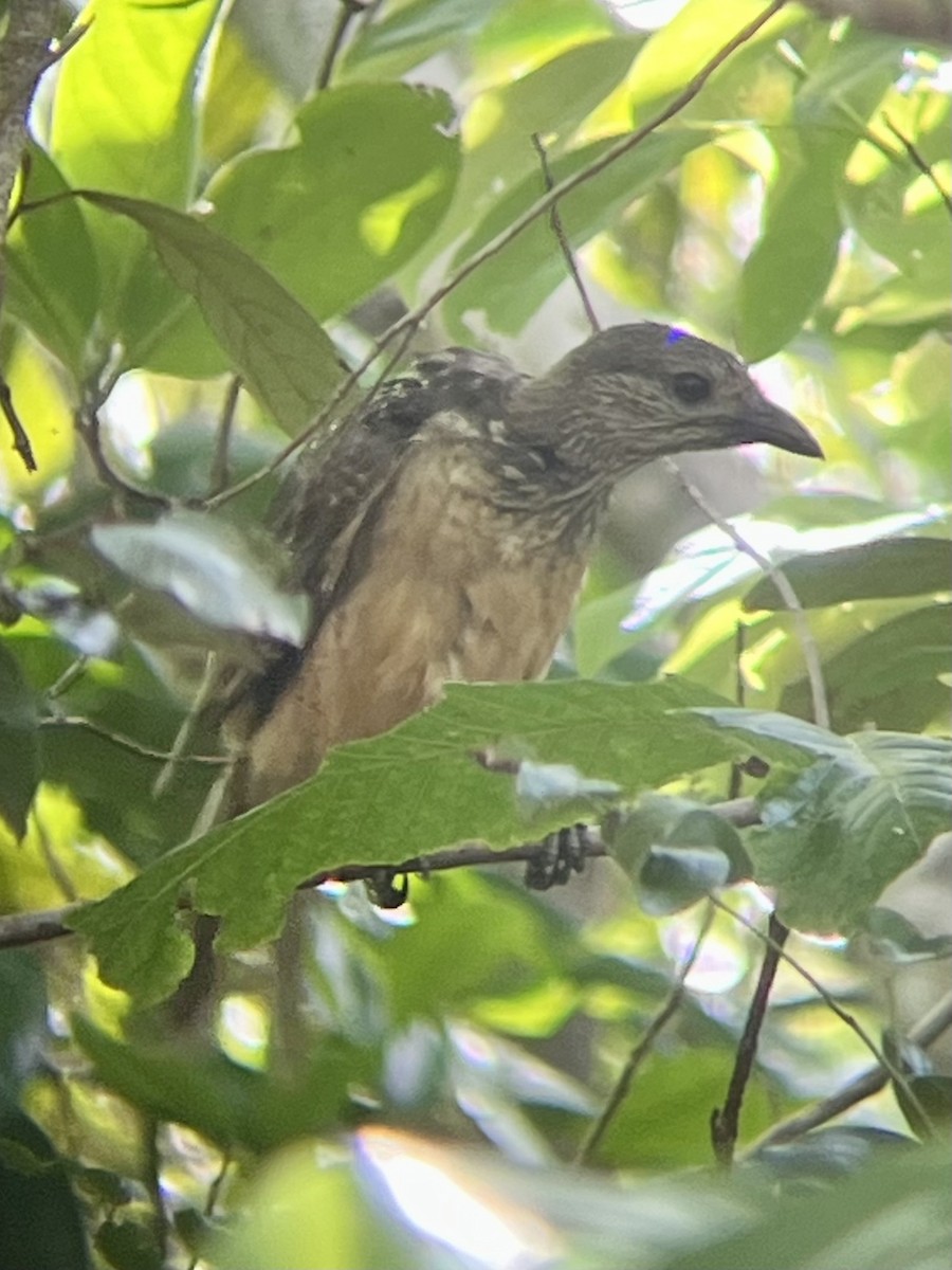 Fawn-breasted Bowerbird - ML628898921