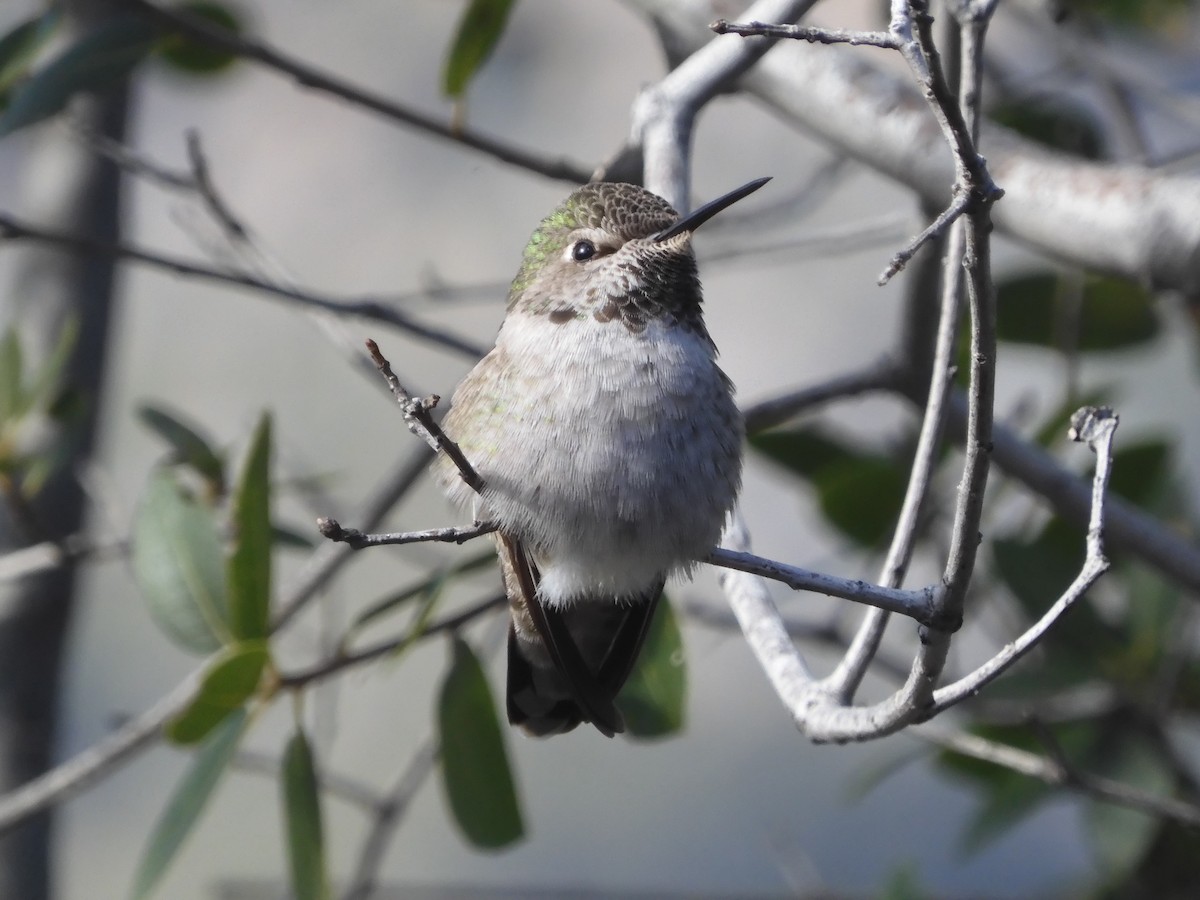 Anna's Hummingbird - ML628898926