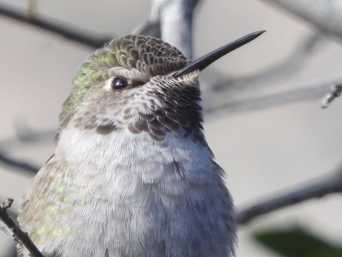 Anna's Hummingbird - ML628898939