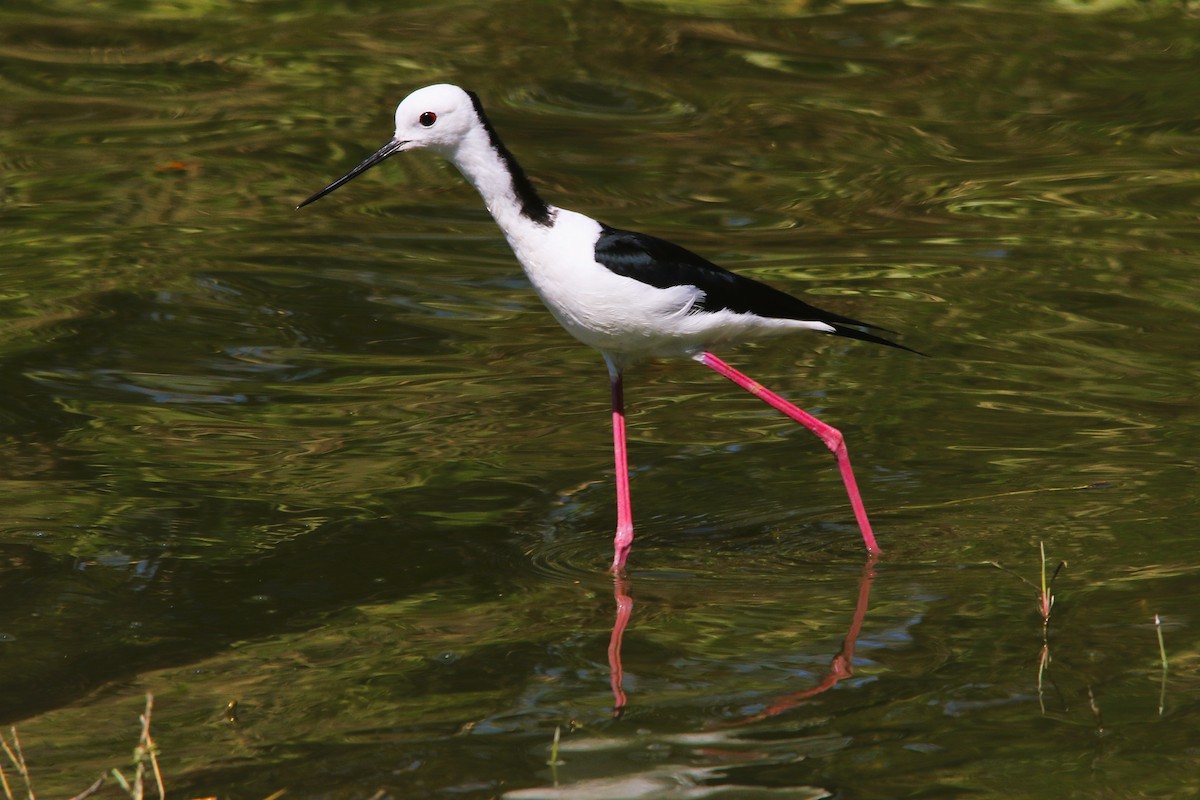 Pied Stilt - ML628899007
