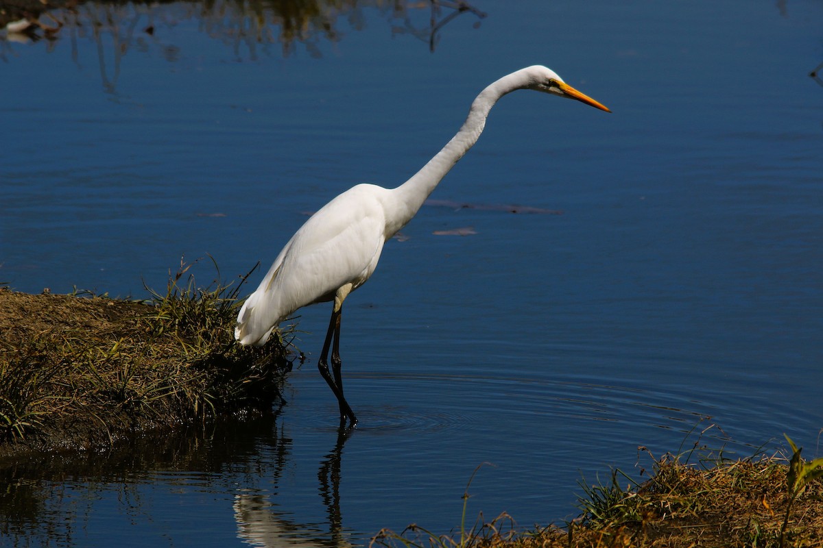 Great Egret - ML628899012
