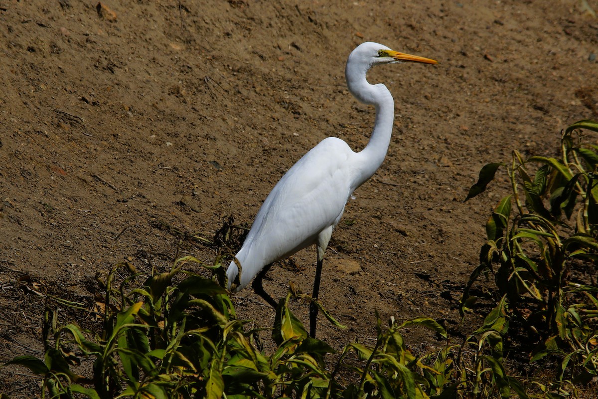 Great Egret - ML628899013