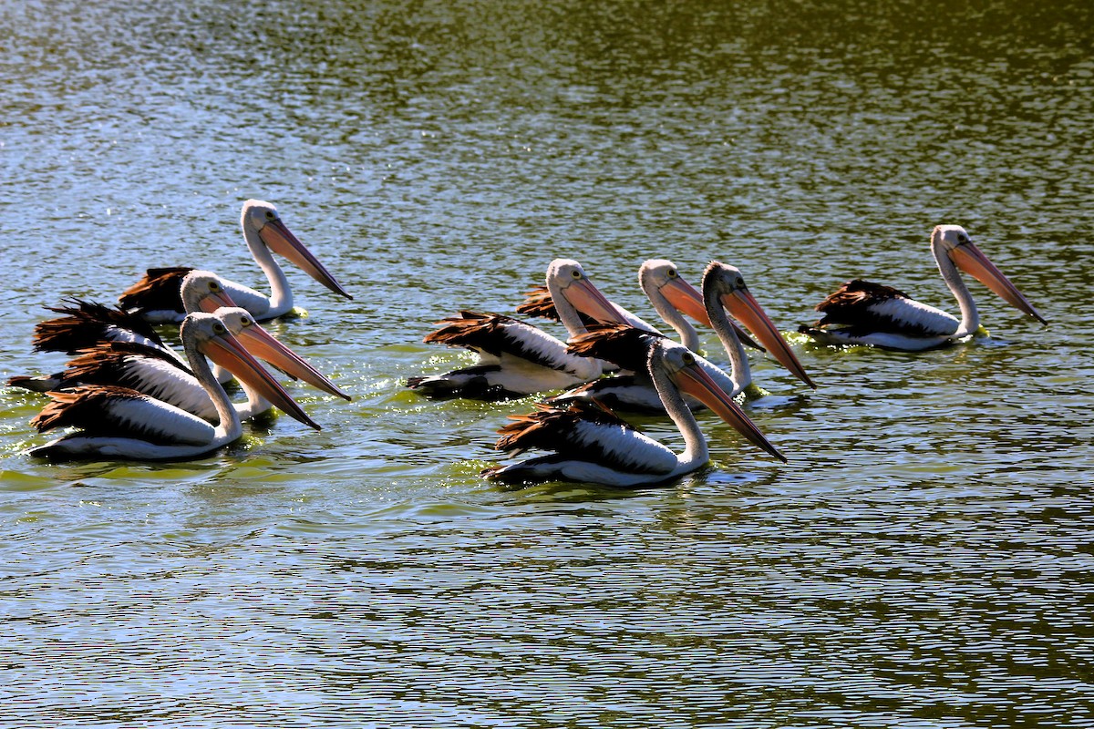 Australian Pelican - ML628899018