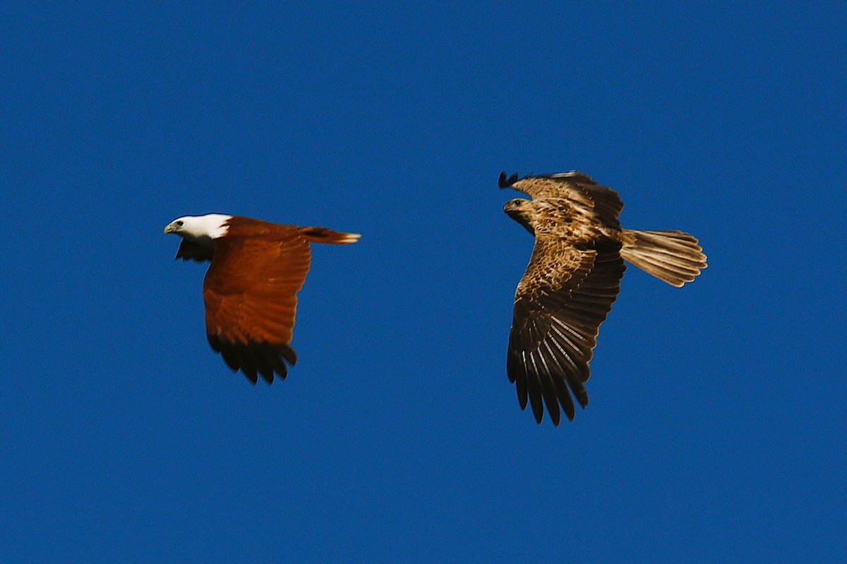 Brahminy Kite - ML628899021