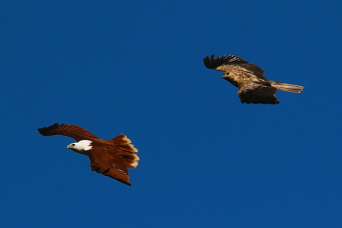 Whistling Kite - ML628899035