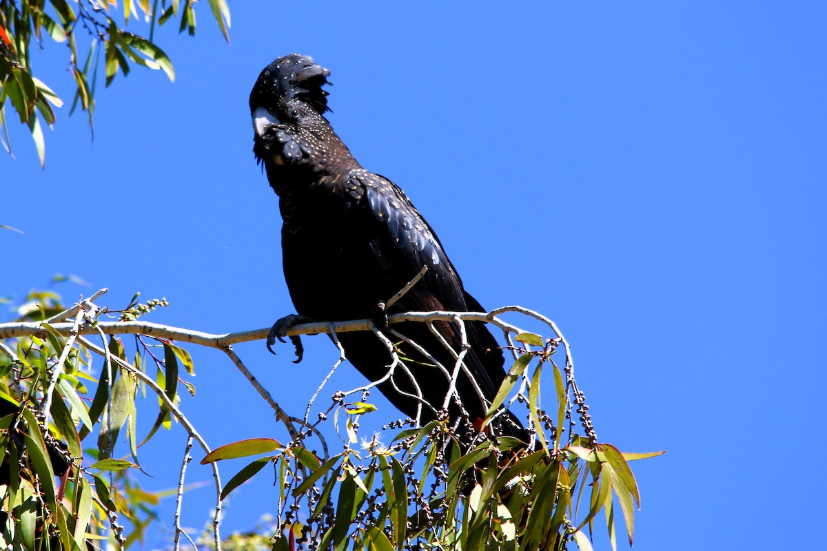 Red-tailed Black-Cockatoo - ML628899038