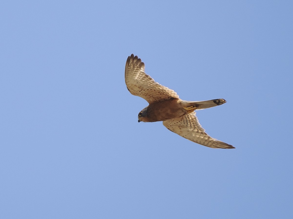 Rock Kestrel - ML628899516