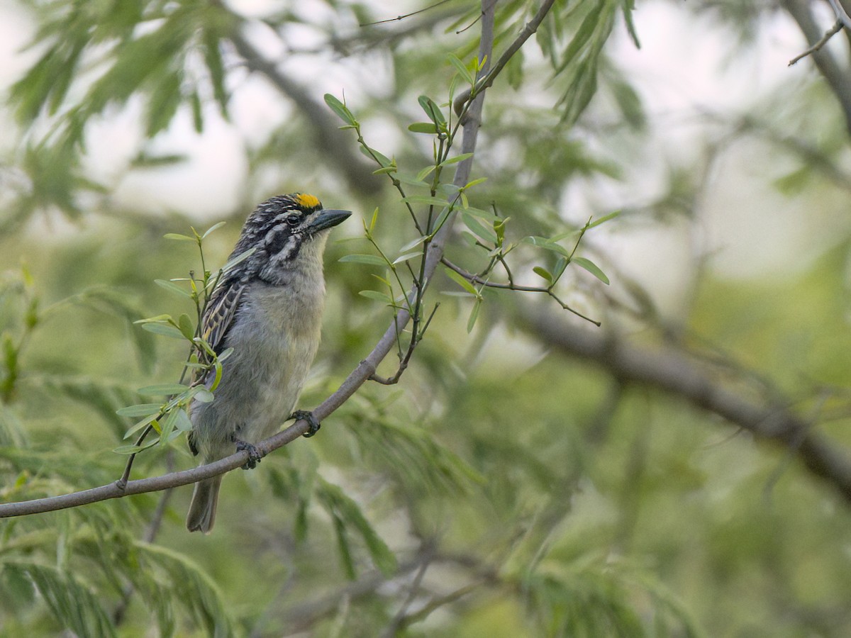 Yellow-fronted Tinkerbird - ML628899549