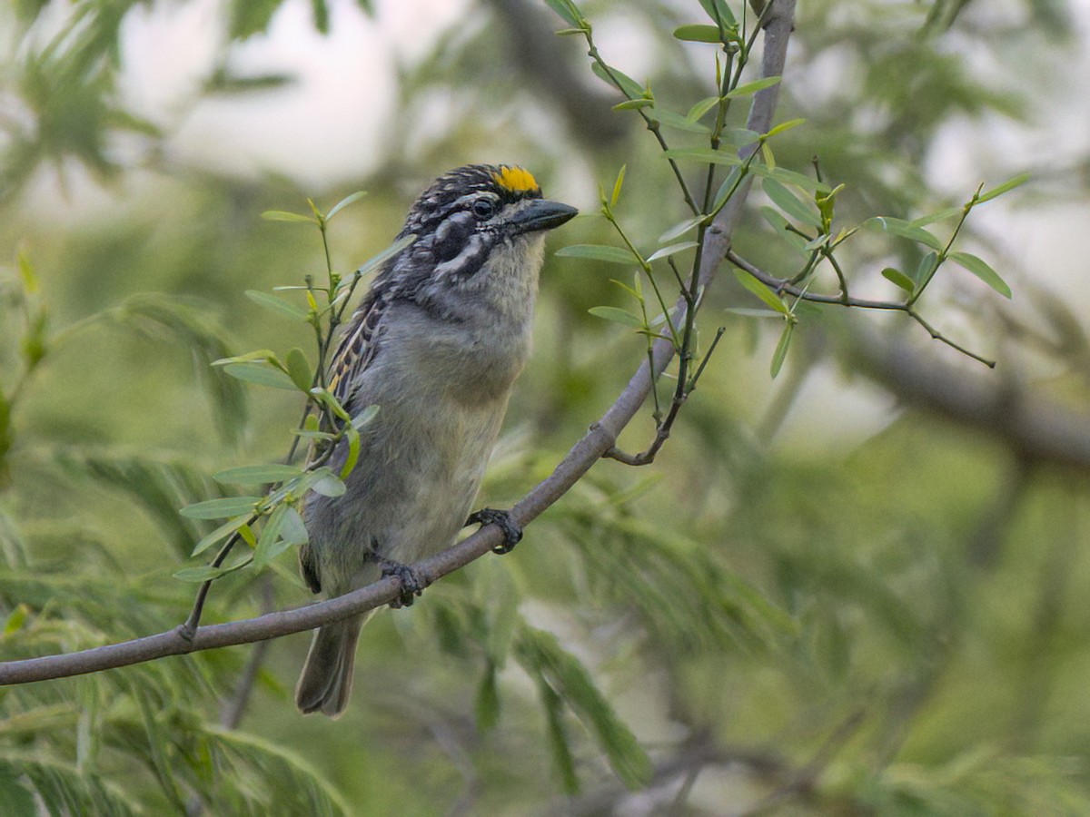 Yellow-fronted Tinkerbird - ML628899550