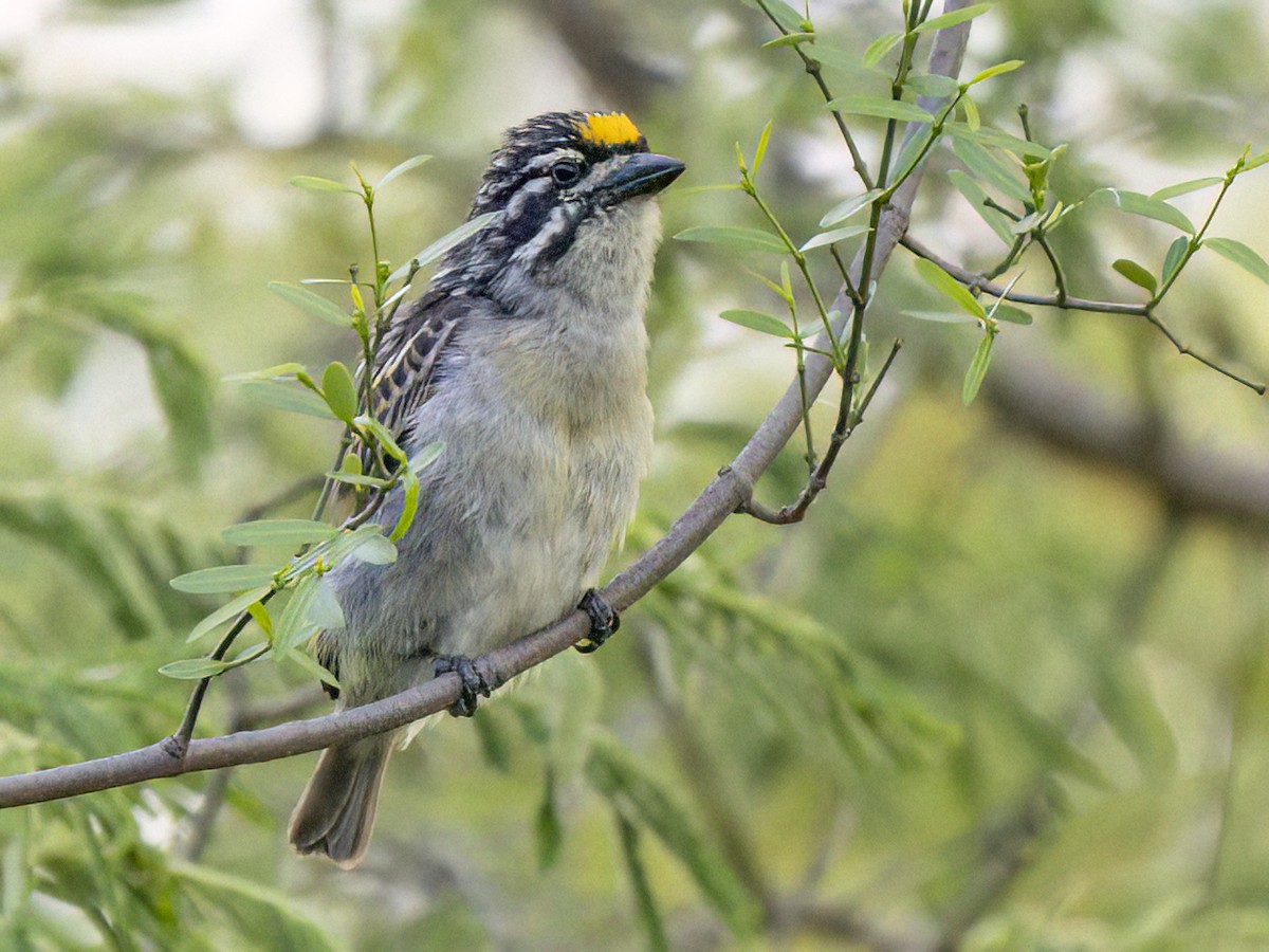 Yellow-fronted Tinkerbird - ML628899551