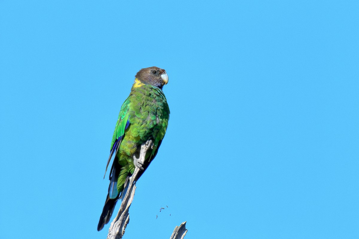 Australian Ringneck - ML628899583