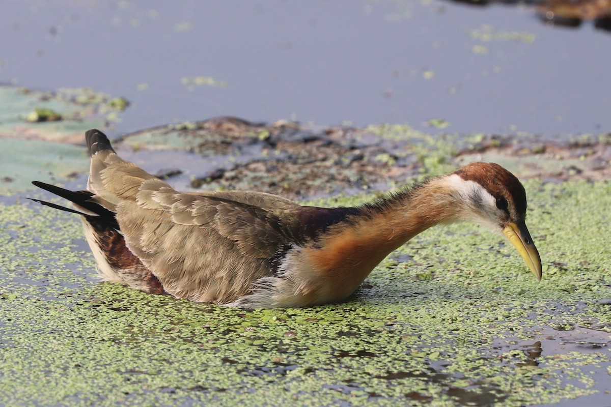 Bronze-winged Jacana - ML628899592