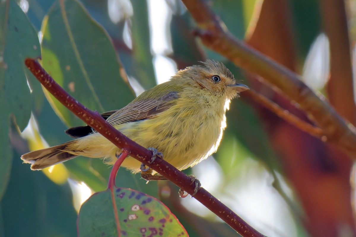 Weebill - ML628899593