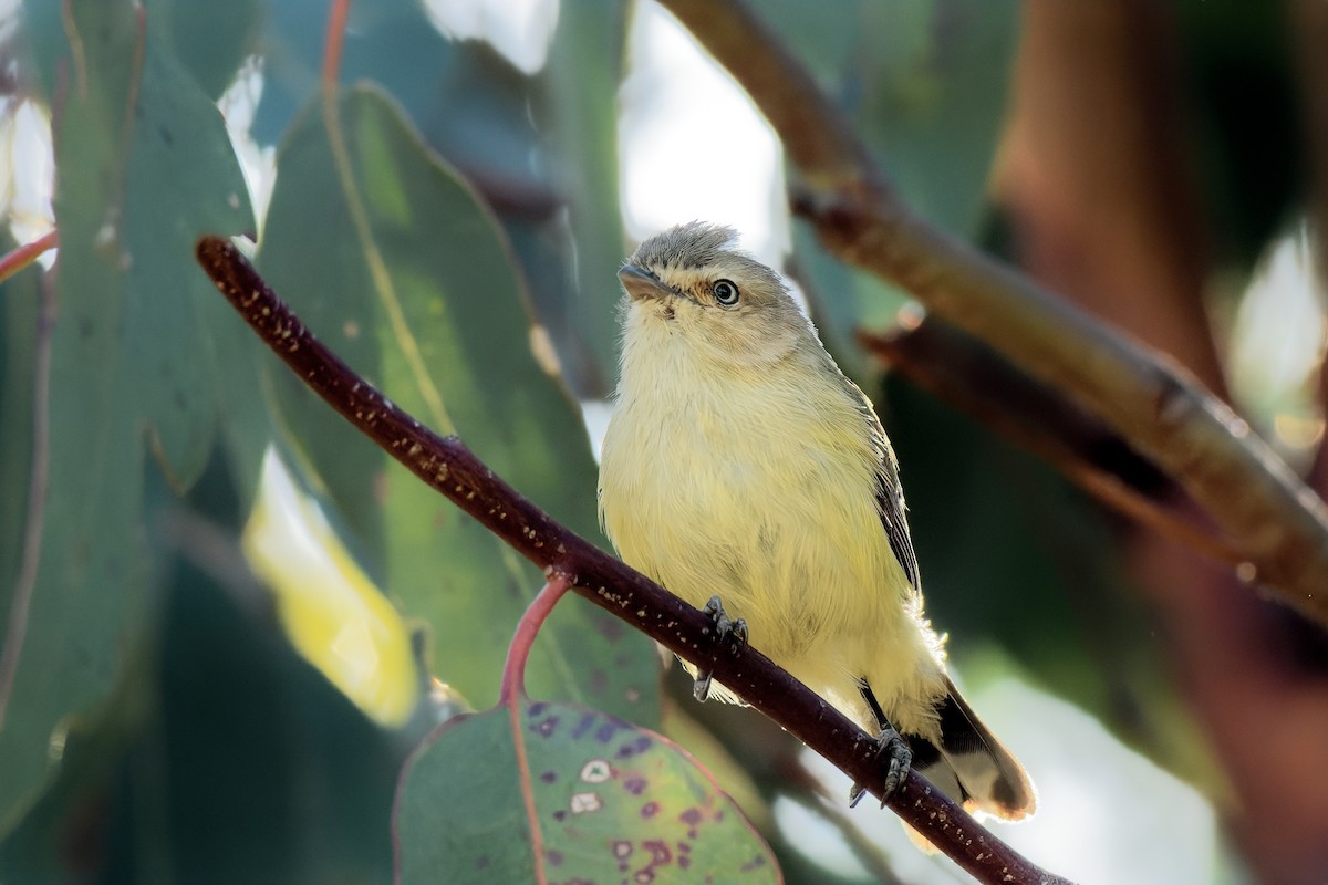 Weebill - ML628899594