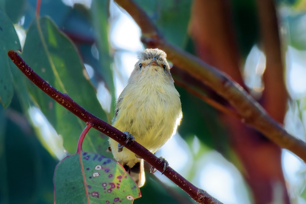 Weebill - ML628899595