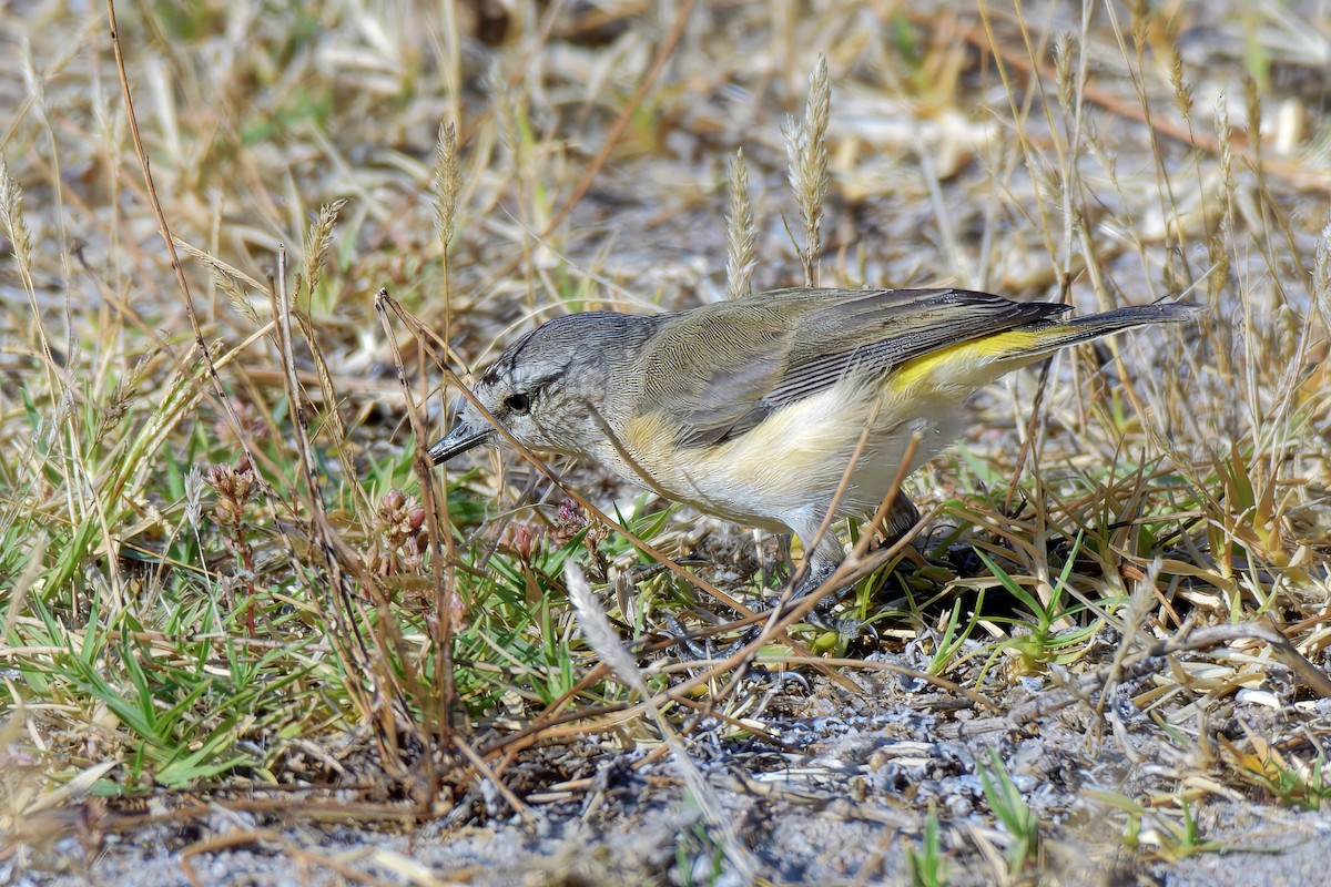 Yellow-rumped Thornbill - ML628899597