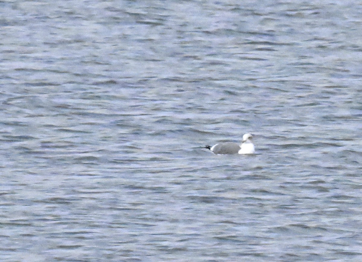 California Gull - ML628899615