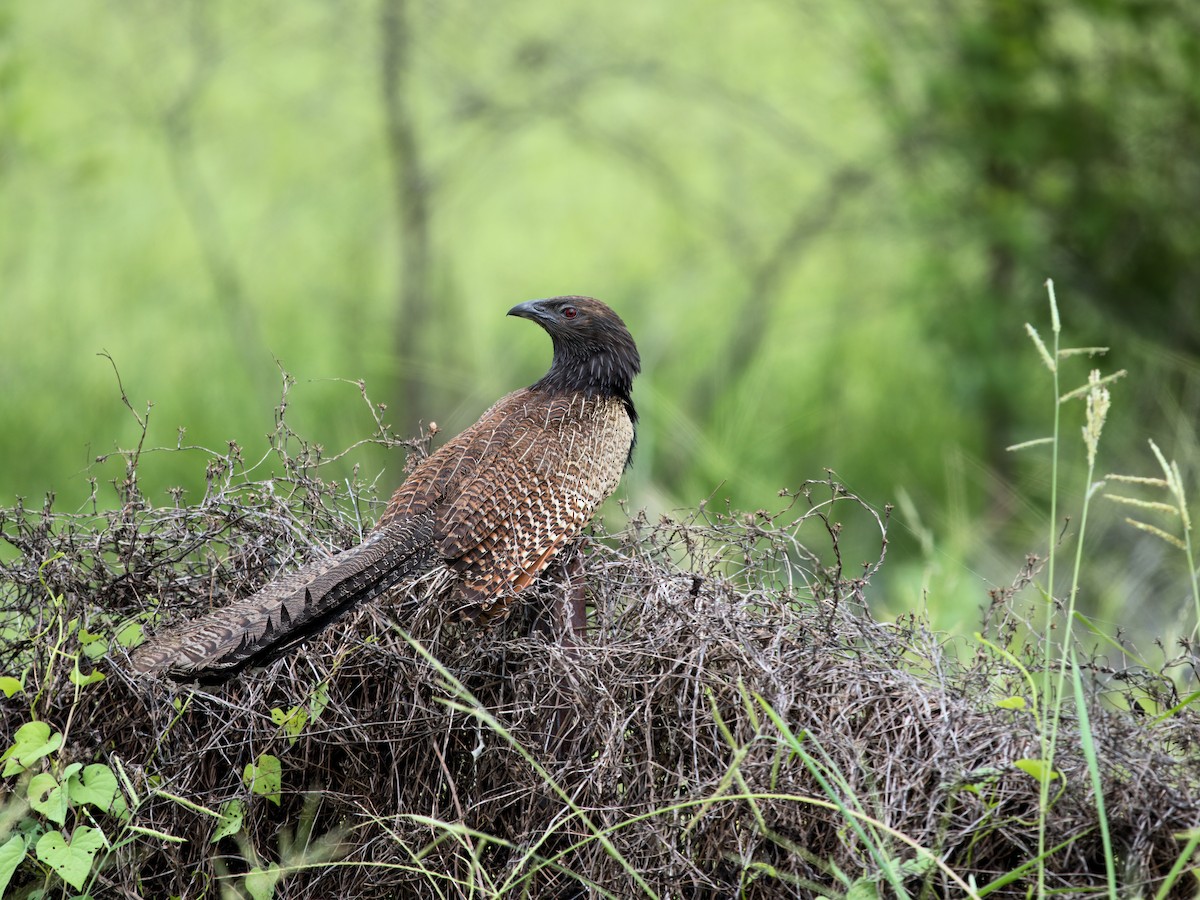 Pheasant Coucal - ML628899675