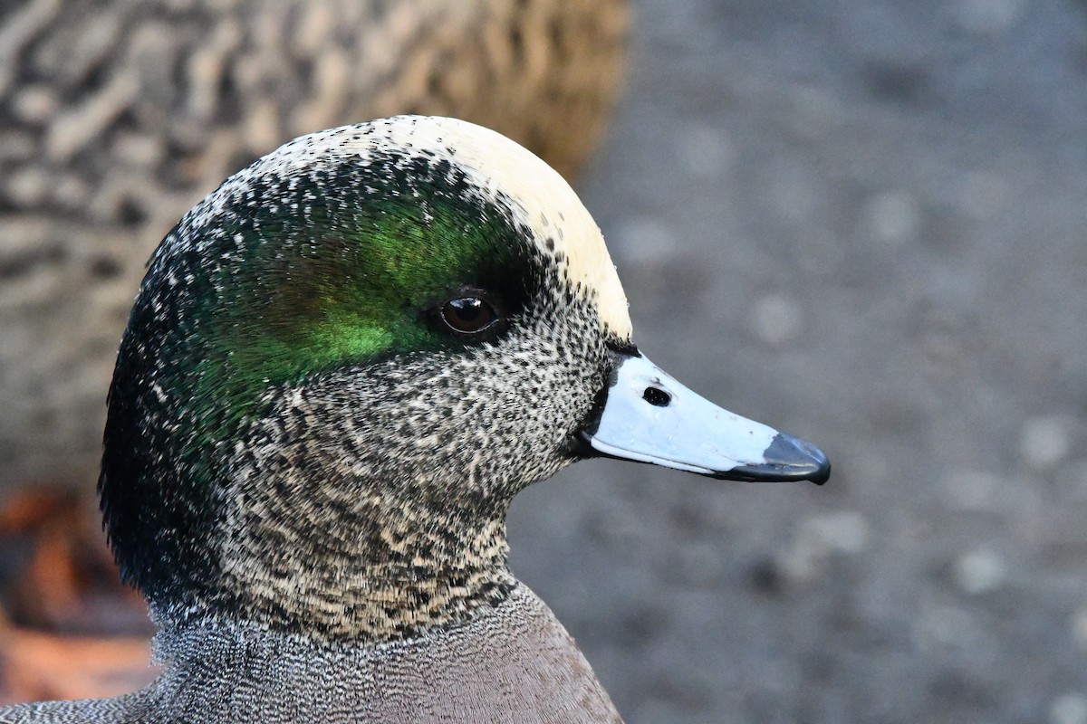 American Wigeon - ML628900015